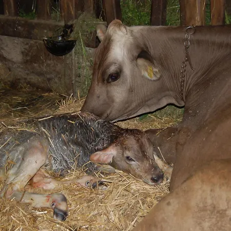 Affittacamere Berggasthof Steckholzer
