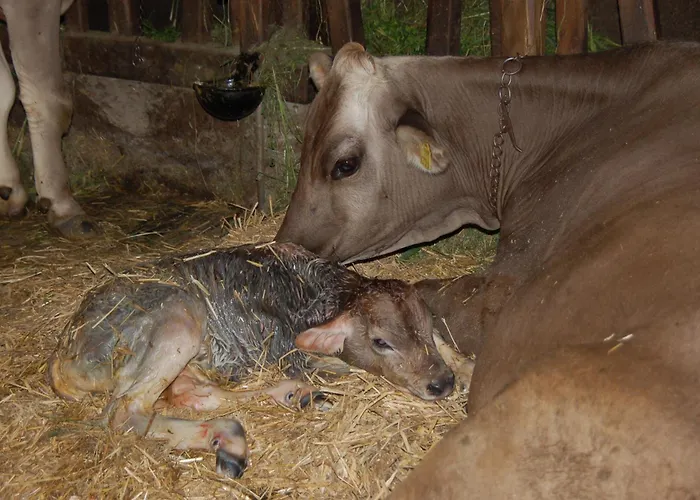Pensión Berggasthof Steckholzer