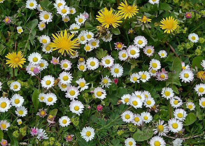 بيت ضيافة Berggasthof Steckholzer